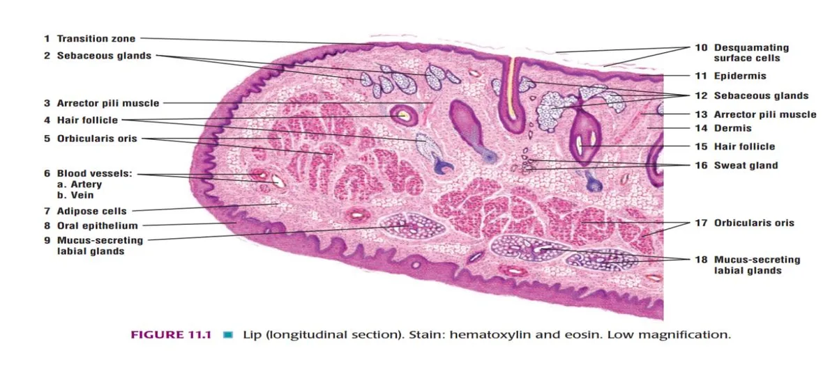 lip anatomy stratum corneum